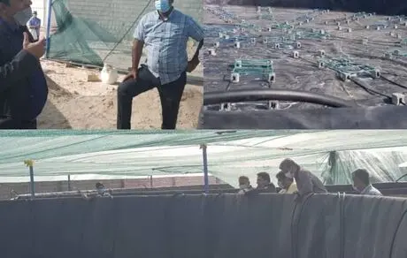 پرورش میگو متراکم گامی به سوی آینده