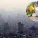 بهترین رژیم غذایی در زمان آلودگی هوا