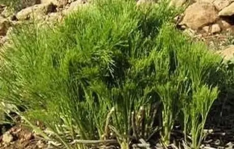 حذف ترکیبات نفتی از خاک با گیاه بومی