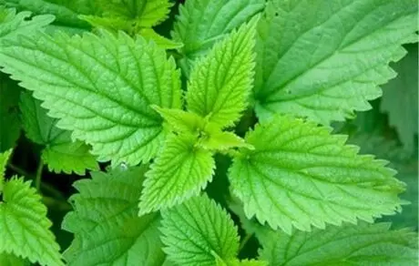 از مصرف این گیاه دارویی غافل نشوید