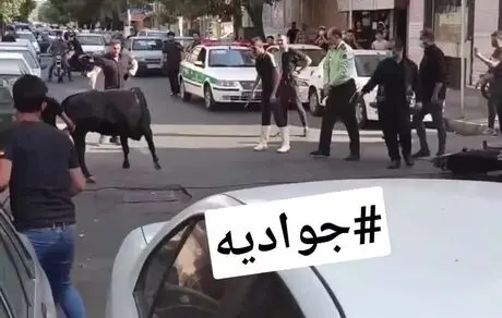 درگیری پلیس و گوساله که به مرگ گوساله ختم شد! 