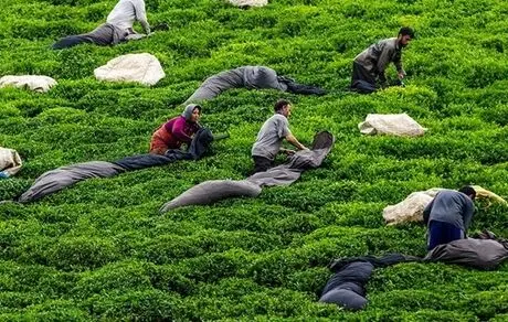 پیش‌بینی رشد 20 درصدی تولید چای