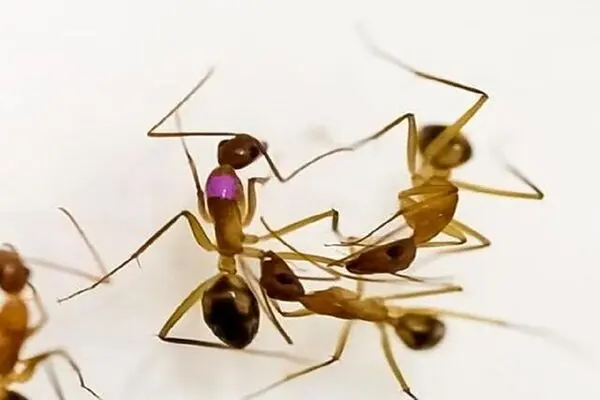 عجیب اما واقعی؛ مورچه‌ها جراحی قطع عضو انجام می‌دهند