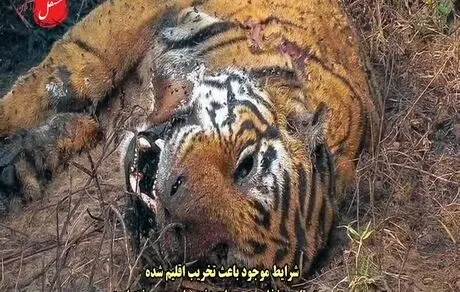 فاجعه زیست محیطی؛ گستردگی حیات وحش سیاره، نصف شده است/ویدئو