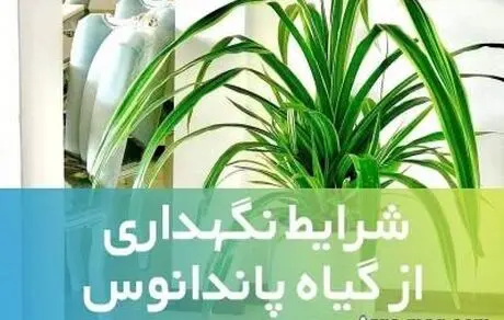 شرایط نگهداری از گل پاندانوس و پرورش این گیاه + عکس