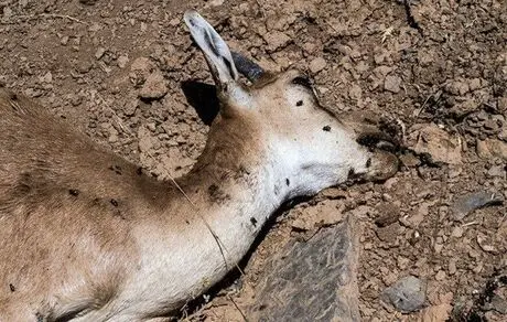 یک بیماری خطرناک به جان حیات وحش ایران افتاد