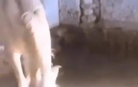 بهره‌برداری از اعتقادات مردم به روضه و ذوالجناح؟ 