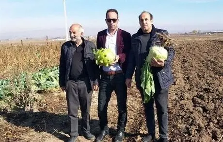 سنگین‌ترین کلم دنیا در اردبیل +عکس