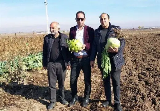 سنگین‌ترین کلم دنیا در اردبیل +عکس