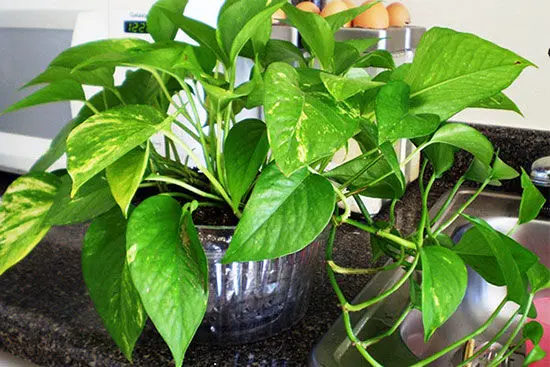 این گیاهان خانگی نیازی به نور ندارند + عکس