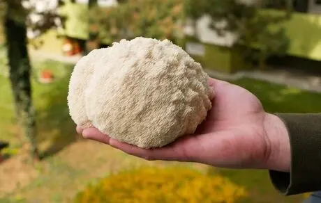 این قارچ جایگزین گوشت می‌شود