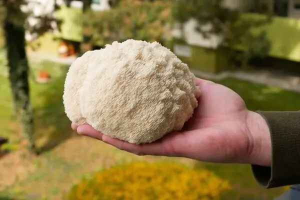 این قارچ جایگزین گوشت می‌شود