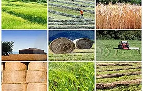 افزایش ۴۷ درصدی هزینه تولید کشاورزی و دامداری
