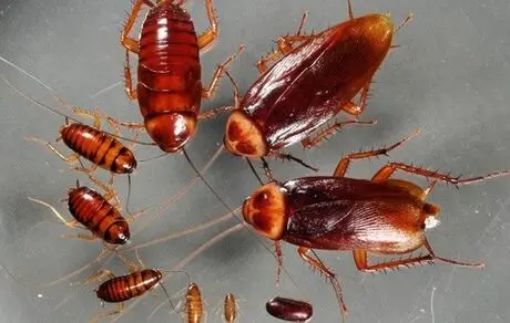 10 واقعیت عجیب و جذاب درباره سوسک ها